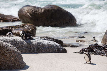 The Cape Penguin on his way out of the ocean.の写真素材