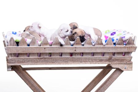 Five little chihuahua puppies in a long flower basket の写真素材