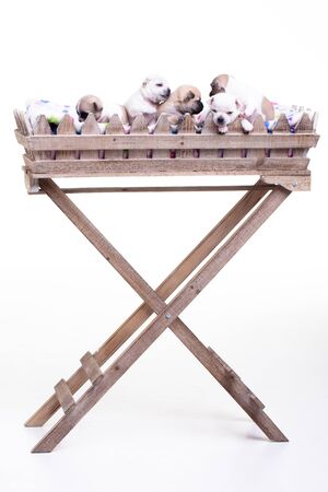 Five little chihuahua puppies in a long flower basket の写真素材