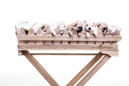Five little chihuahua puppies in a long flower basket の写真素材