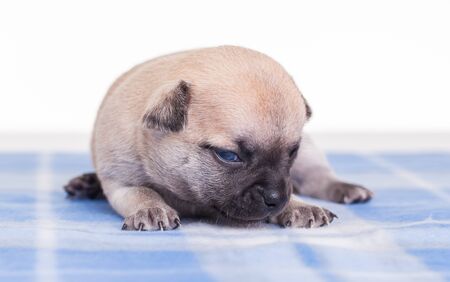 A cute chihuahua on a block blanket.の写真素材