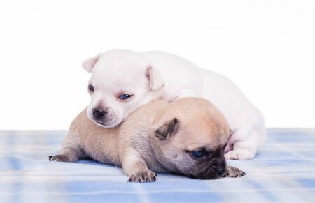 Cute chihuahuas on blue block blanket.