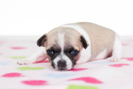 A cute chihuahua on a flower blanket.の写真素材