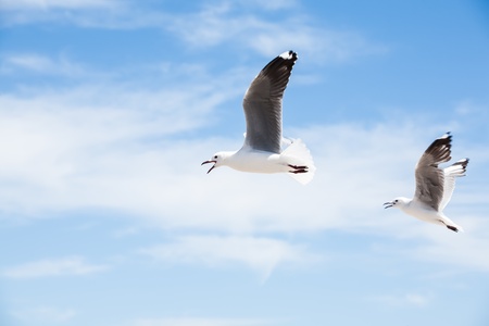 Seagulls in the sky being fed by admiring tourists の写真素材