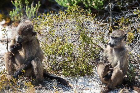 Two small baboons are sitting on the sand in the afternoon sun 