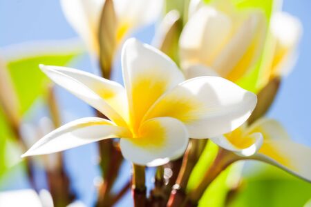 Frangipani flowers in the trees with beautiful textures.の写真素材