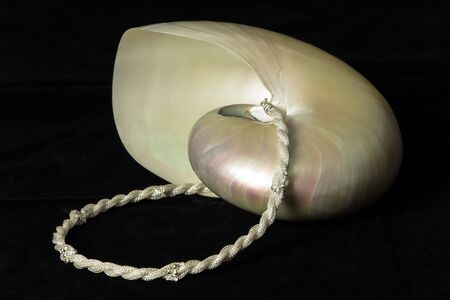 Big shell with golden and pink gradients.の写真素材