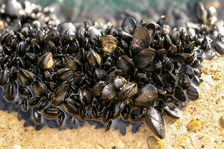 Mussels in a bundle found in the water.の写真素材