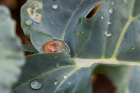 A big cabbage leaf with different sizes of waterdrops.