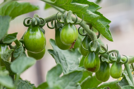 Different sizes of red pear tomatoes in their second stage.の写真素材