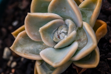 Fat plant with waterdrops in the middle.の写真素材