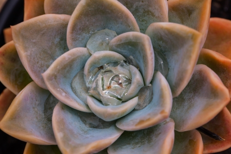 Fat plant with waterdrops in the middle.の写真素材