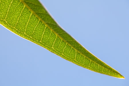 A beautiful, striking leaf with blue sky in the background.の写真素材