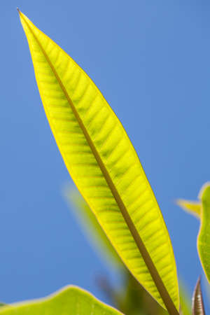 A beautiful, striking leaf with blue sky in the background.の写真素材