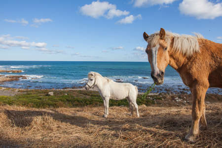 Two horses whey in the field  next two the ocean.の写真素材