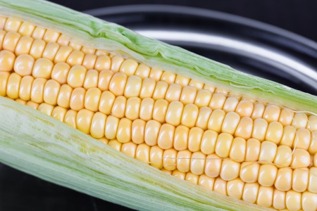 One very, fresh, raw corn on a plate.の写真素材