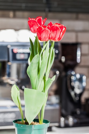 Beautiful red tulips on the counter are being photographed from different angles.の写真素材
