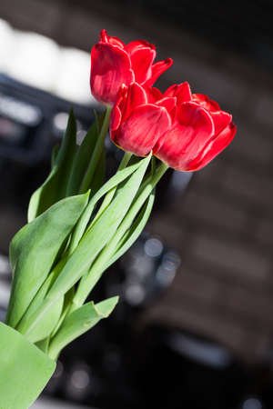 Beautiful red tulips on the counter are being photographed from different angles.の写真素材
