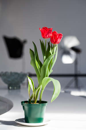 Beautiful red tulips on the counter are being photographed from different angles.の写真素材