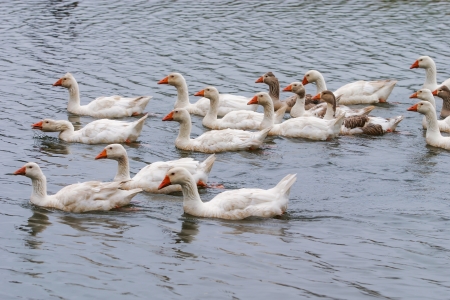 Geese are swimming in the pond.の写真素材