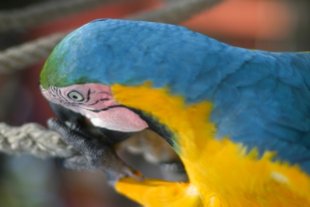 A blue and yellow parrot swinging on a rope.