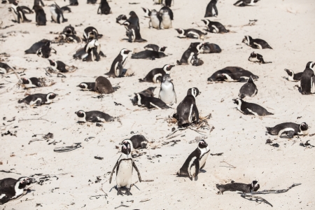 A lot of penguins enjoying the sun.の写真素材
