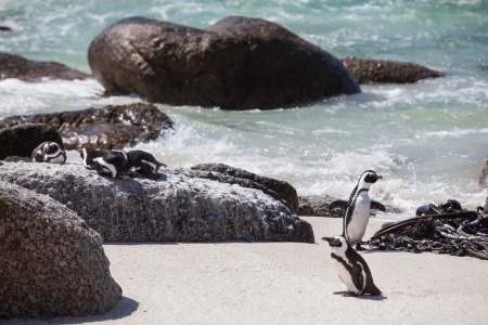 A lot of penguins enjoying the sun.の写真素材
