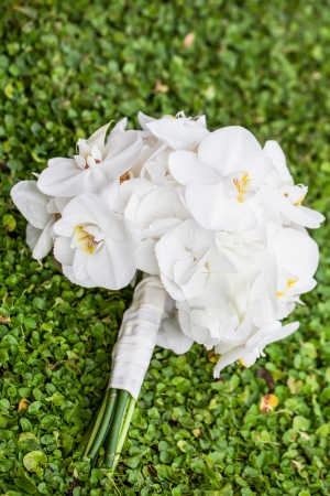White orchids are being photographed on the green grass.の写真素材