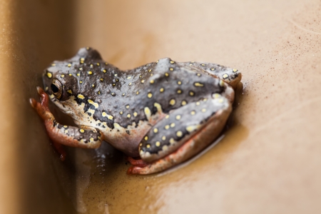 a close-up of a tiny grey frog with yellow flecks caught in a bucket trying to get outの写真素材