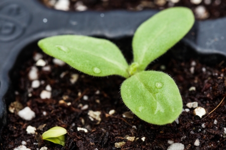 tiny sprout with raindrops on its tiny leaves in a seed bucketの写真素材