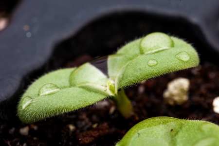small sprout after the rain with droplets on its leavesの写真素材