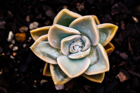 vibrant fat plant with water drops caught between its leavesの写真素材