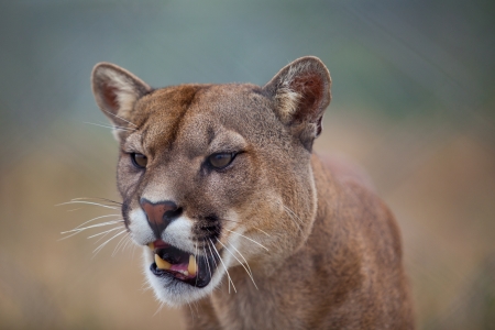 a mountain lion watching closely with his mouth slightly openの写真素材