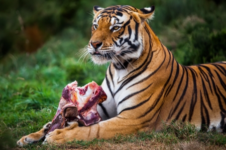 a big golden tiger looking out for any disturbance during his mealの写真素材