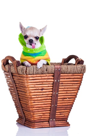 a cute chihuahua peeking out of a basket wearing a colorful winder coatの写真素材