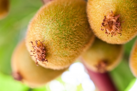 a close-up of a bunch of fuzzy kiwifruit growing on its vineの写真素材