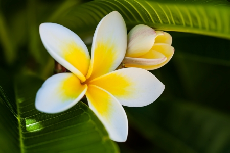 beautiful plumeria flower and blossom in the frangipani treeの写真素材