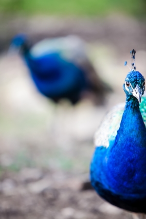 a cropped image of a beautiful peacock with shades of blue and another in the backroundの写真素材