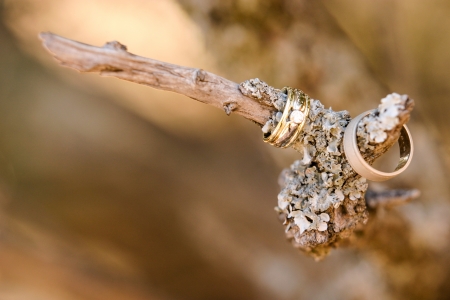 bride and groom wedding rings on a detailed branchの写真素材