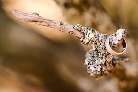 bride and groom wedding rings on a detailed branchの写真素材