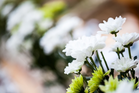 close-up image of small dainty green and white daisiesの写真素材