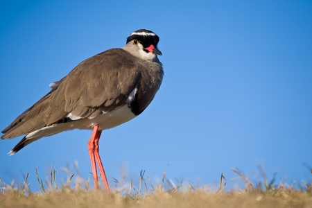 an image of a crowned plover standing in short grass and a bright blue sky as the backgroundの写真素材