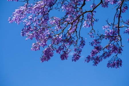 image of blossemed jacaranda tree branches and the bright blue sky in the backgroundの写真素材