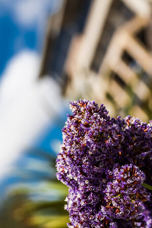 a close-up of a tiny flowered purple plant with a building in the backgroundの写真素材