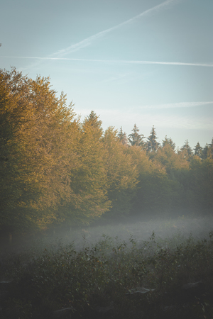 Edge of forest in early morning golden sunlight with fog rolling in through branches.の写真素材