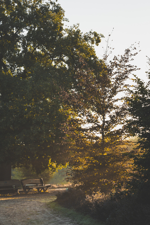 the great oak tree on top of the Amerongse Berg beautifully back lit by early morning sunshineの写真素材