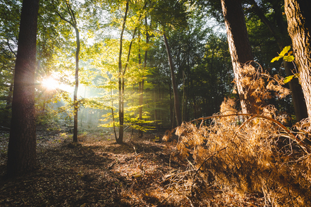 Sunlight coming through forest lighting up orange branches in foreground giving a devine feelingの写真素材