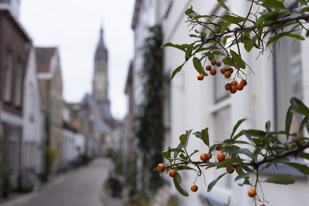 Small orange berries growing in the Trompetstraat with a view of the Nieuwe Kerk, New Church, in the old city center of Delftの写真素材