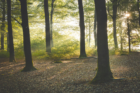 Sunlight falling through calm autumn forest at Amerongen.の写真素材