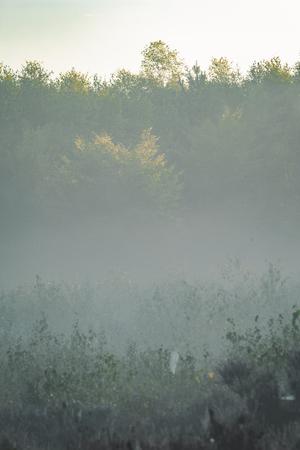 Foggy morning in the Amerongse Bos with distant trees barely visibleの写真素材